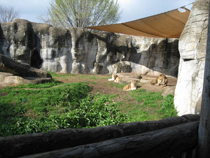 lion exhibit - Feb 2012