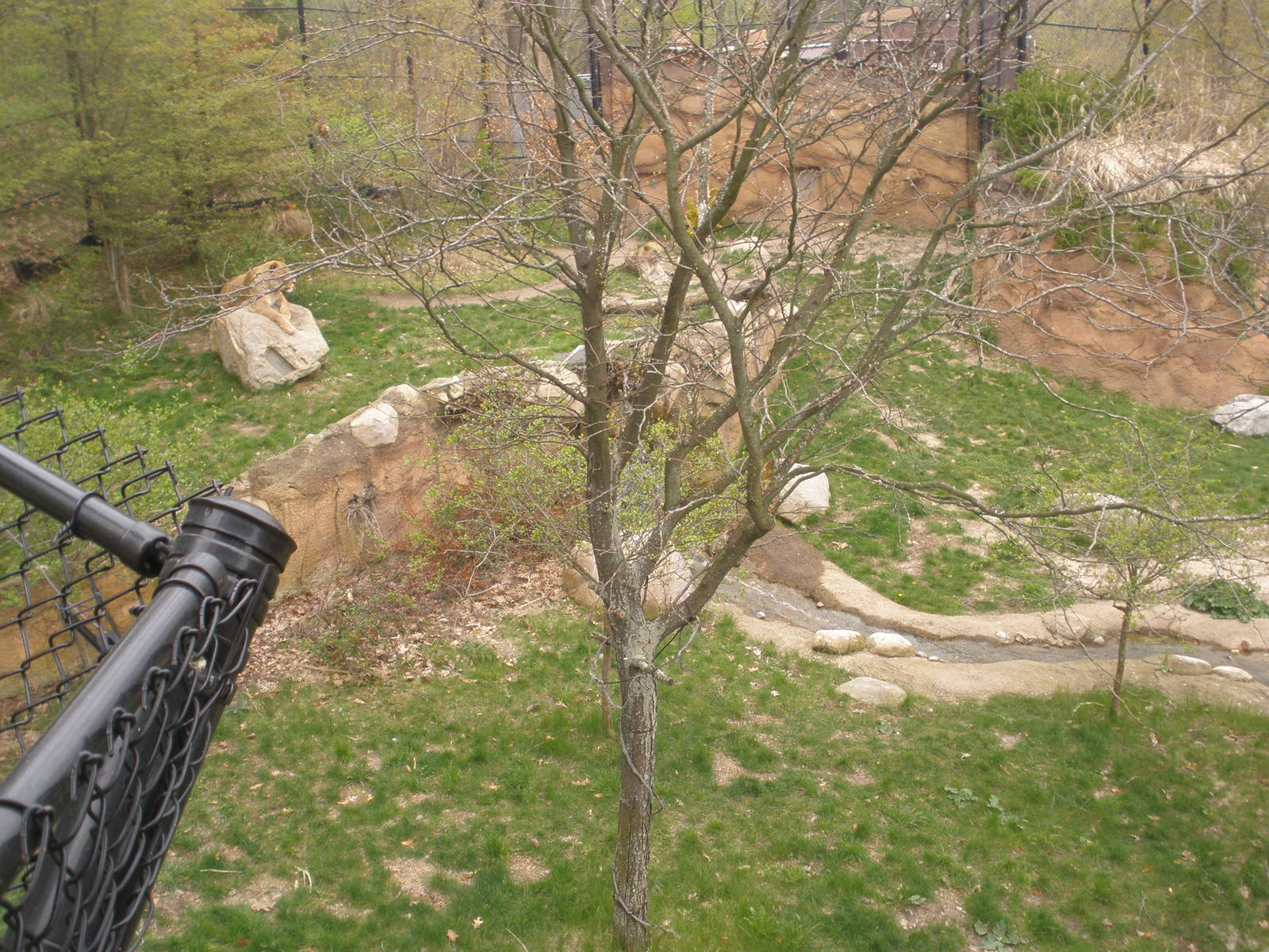 Lion exhibit from above.