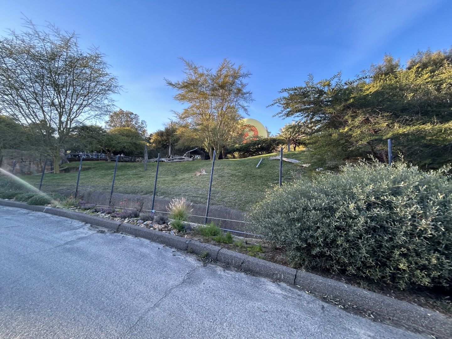 Lion Exhibit from Africa Tram