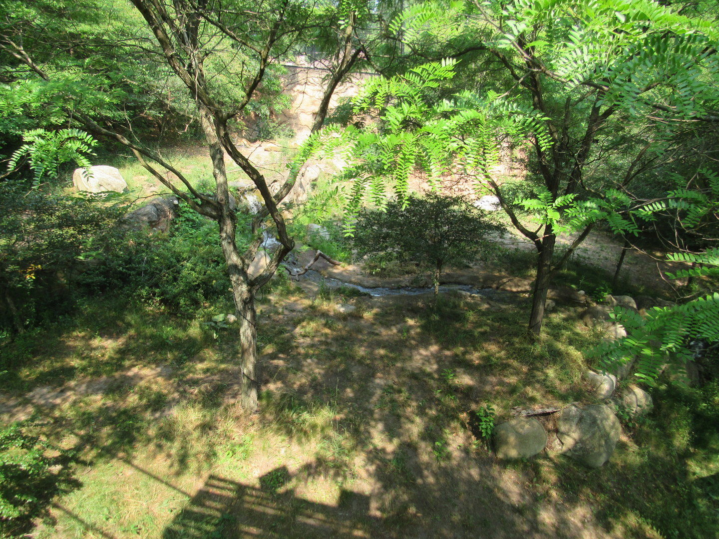 Lion Exhibit from Overlook Tower (left side) - 6/18/23