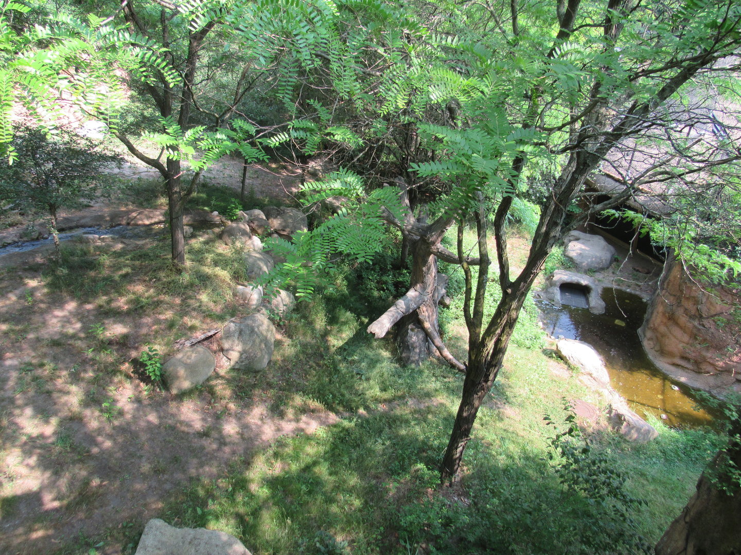 Lion Exhibit from Overlook Tower (right side) - 6/18/23