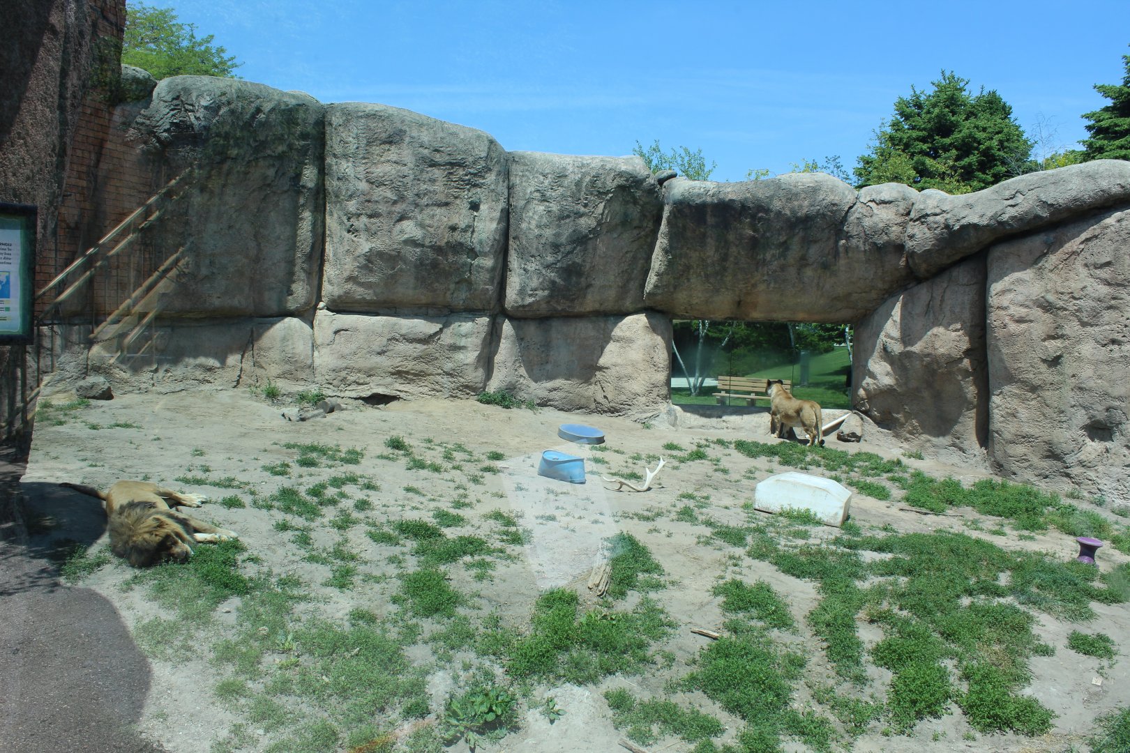 Lion Exhibit - Great Cat Canyon