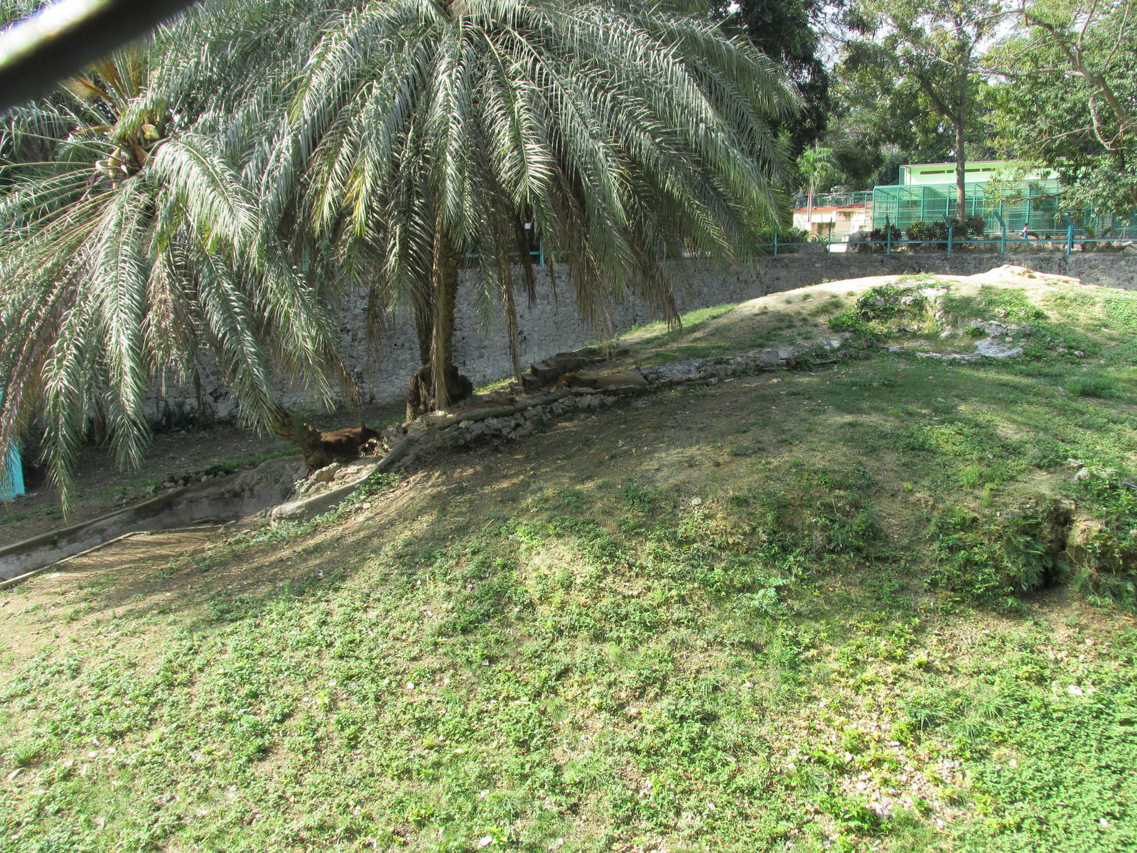 lion exhibit havana zoo
