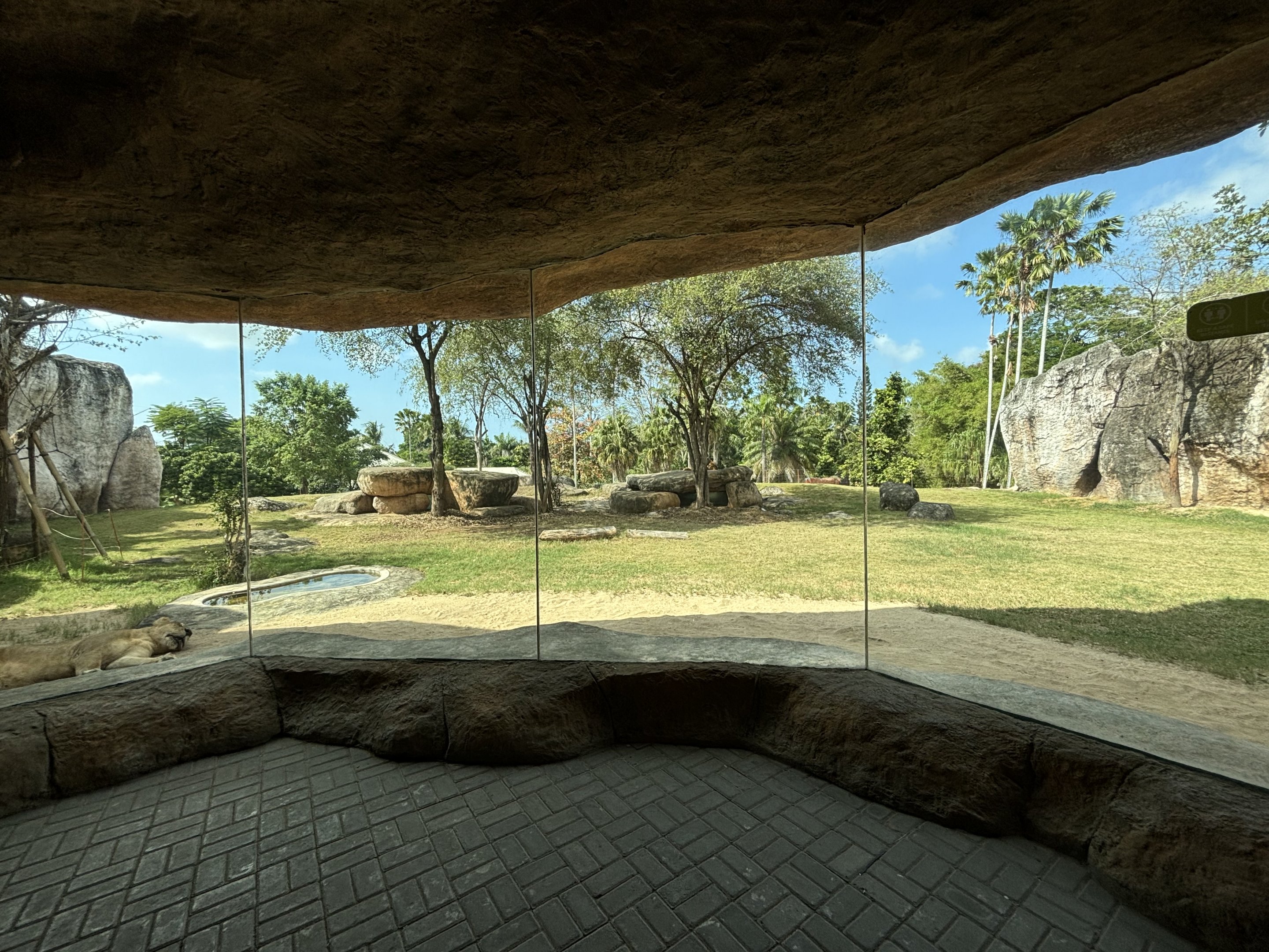 Lion Exhibit - impressive!