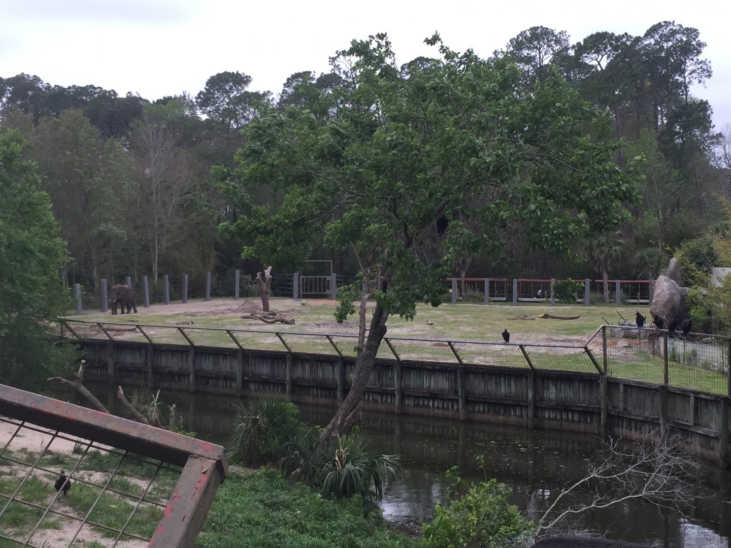 Lion exhibit in foregound, elephant exhibit in background