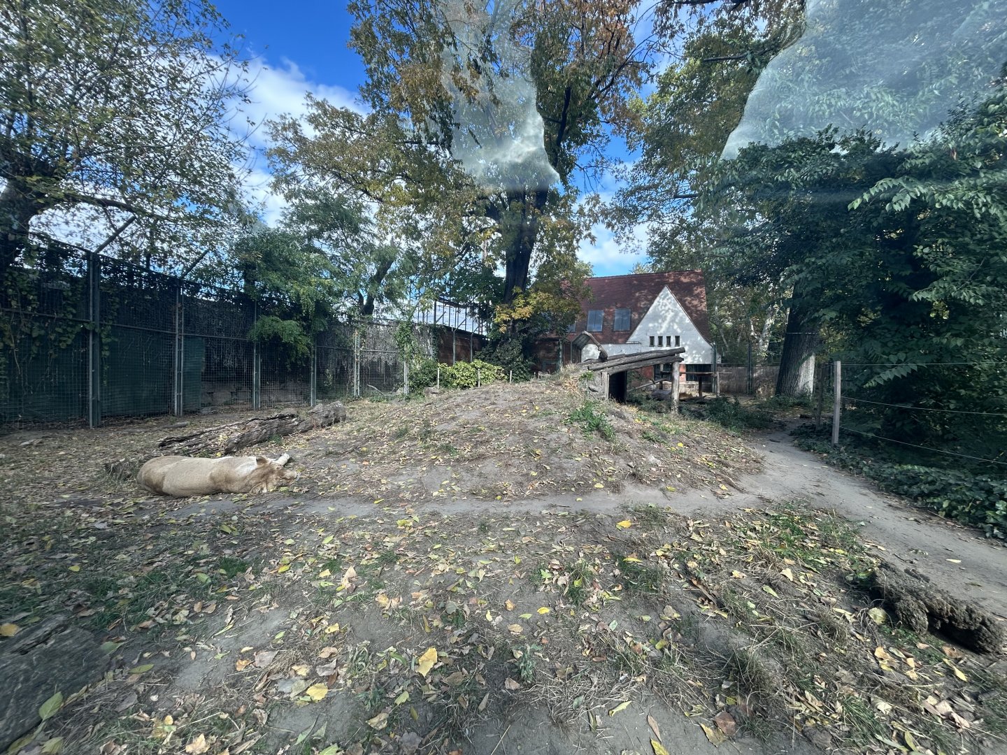 Lion Exhibit - India House