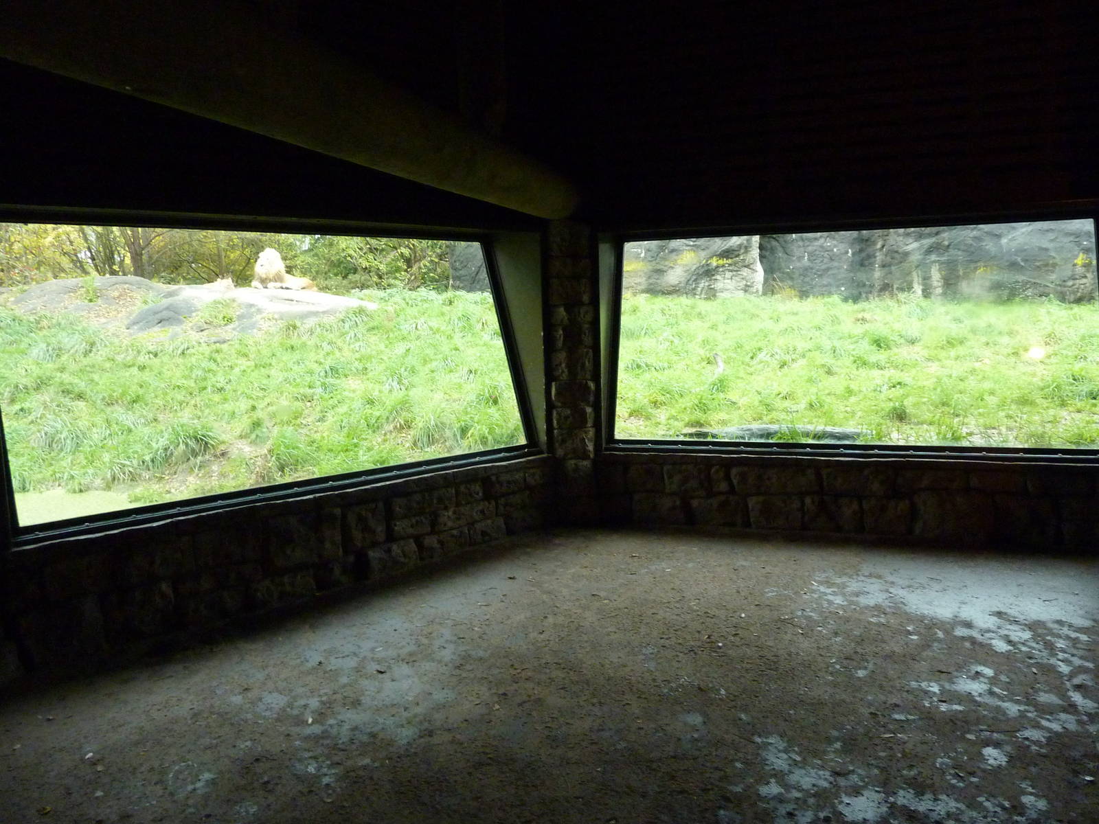 Lion Exhibit - Indoor Viewing Area