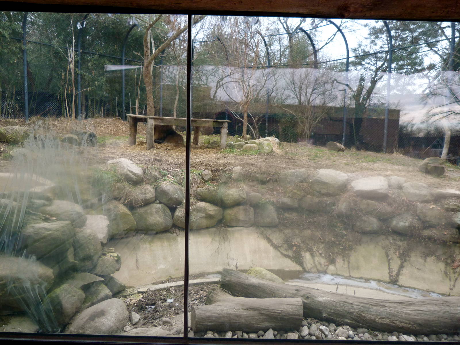 Lion Exhibit - January 2014