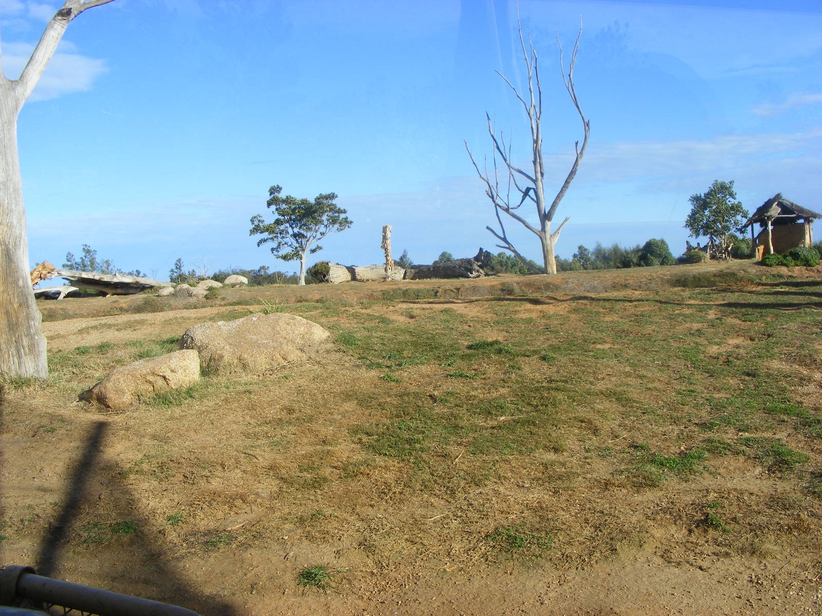 Lion Exhibit - July, 2009