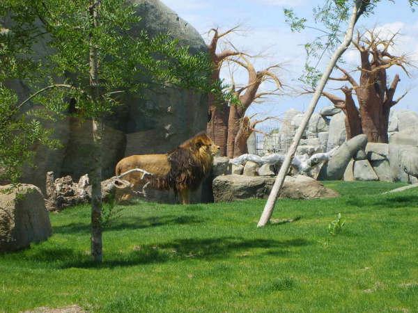 Lion exhibit (Kopjie)