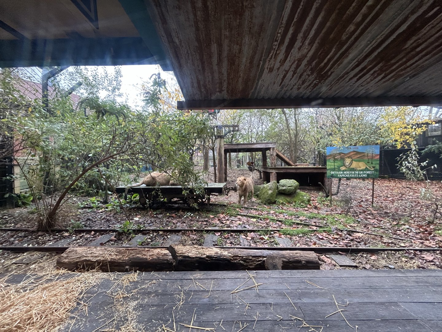 Lion Exhibit - Land of the Lions