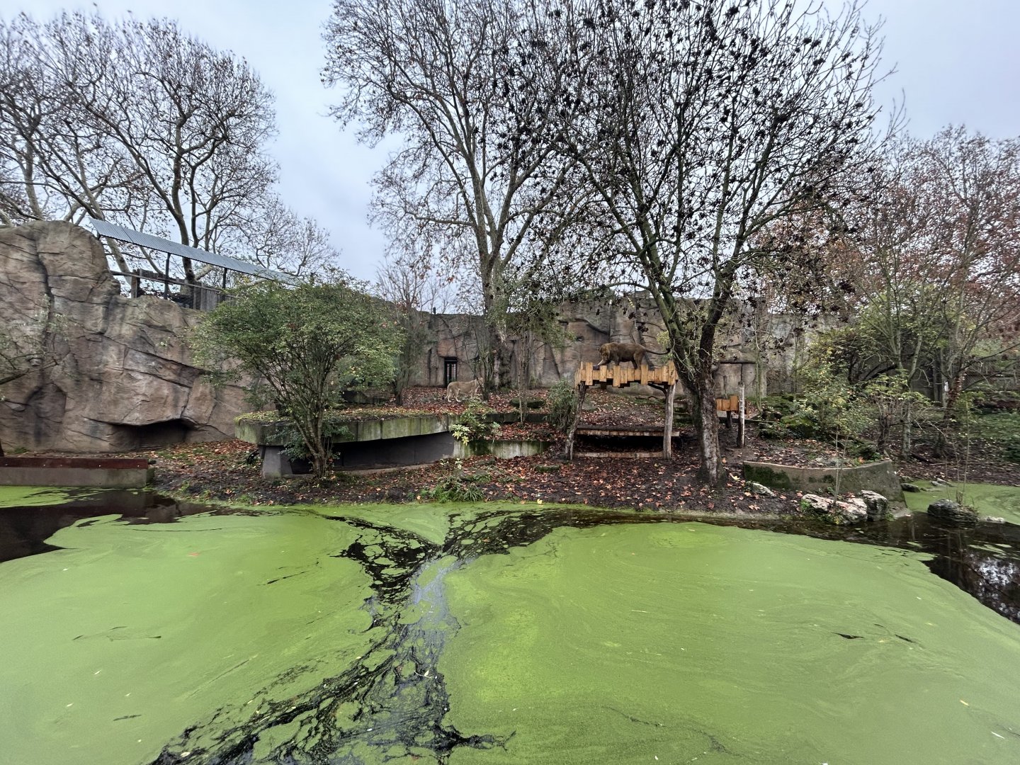 Lion Exhibit - Land of the Lions