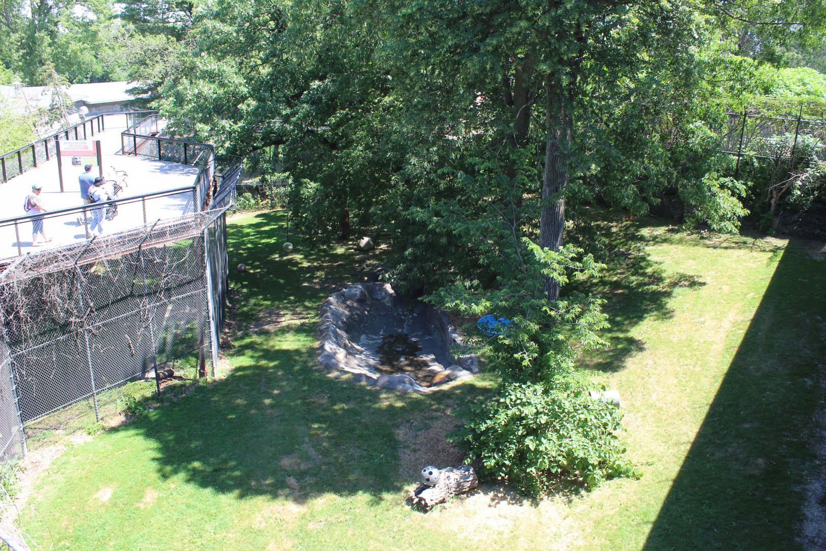 Lion Exhibit - Large Cat Building