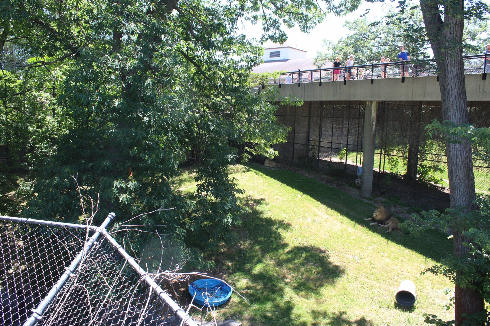 Lion Exhibit - Large Cat Building