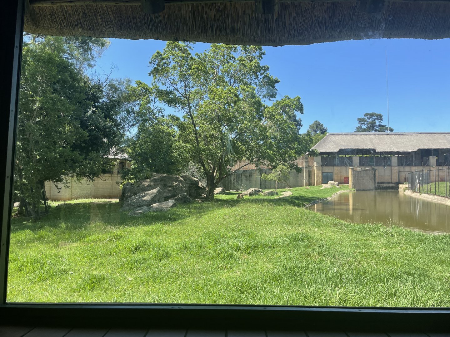 Lion Exhibit (Leo panthera)