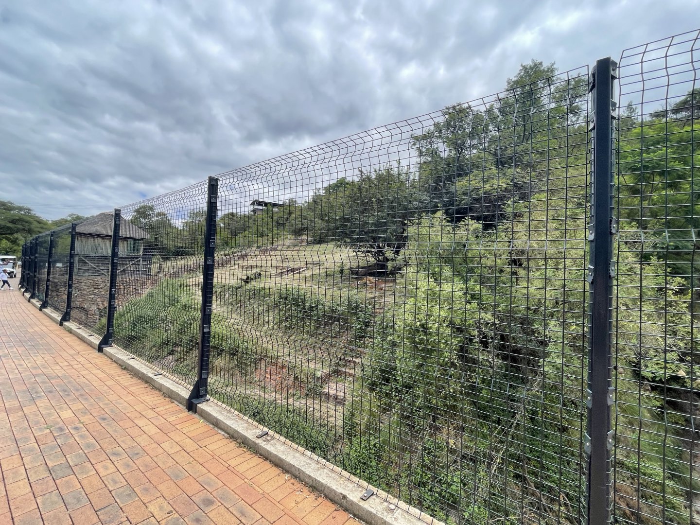 Lion Exhibit (Leo Panthera)
