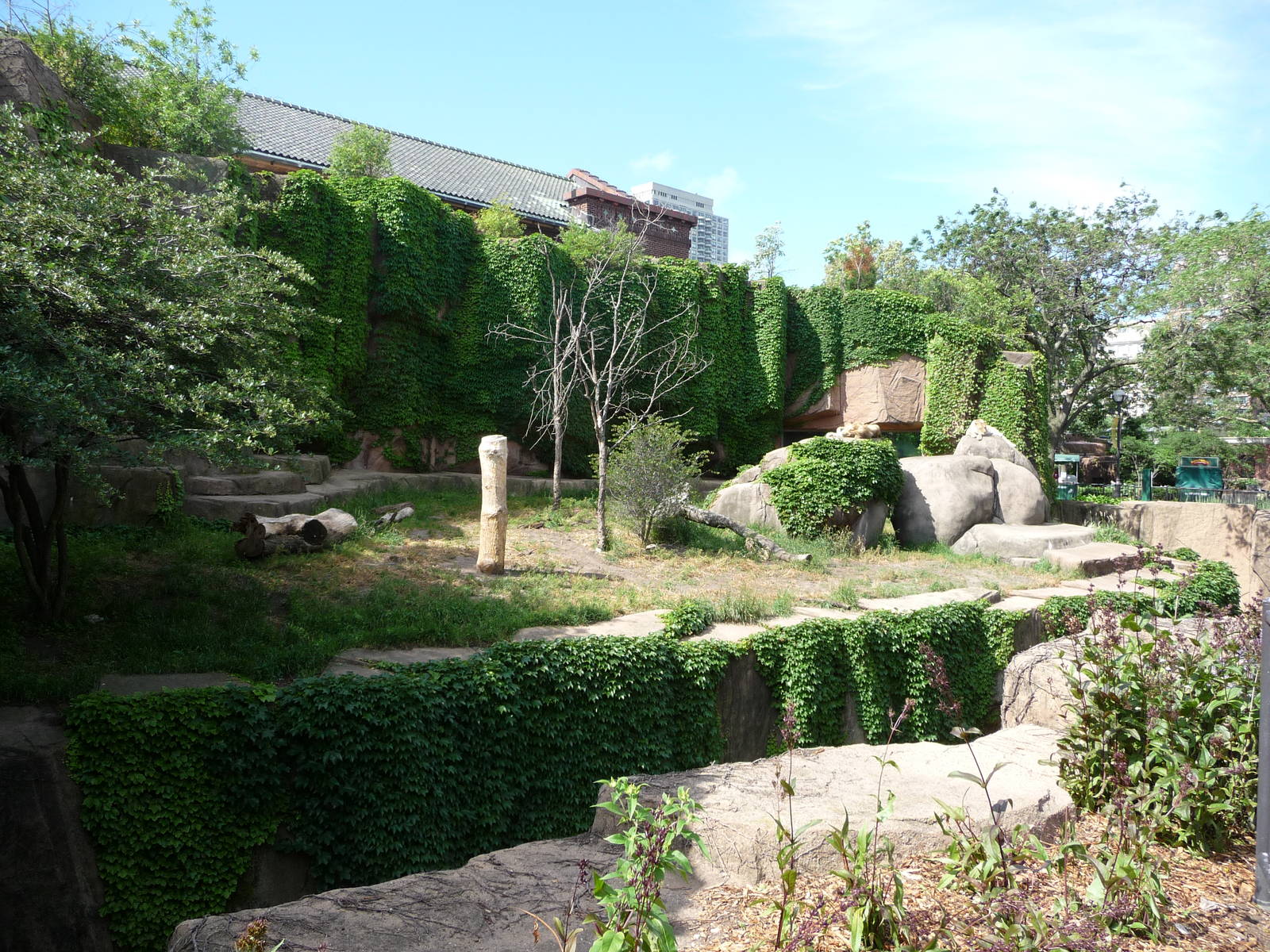 Lion Exhibit - Lincoln Park Zoo