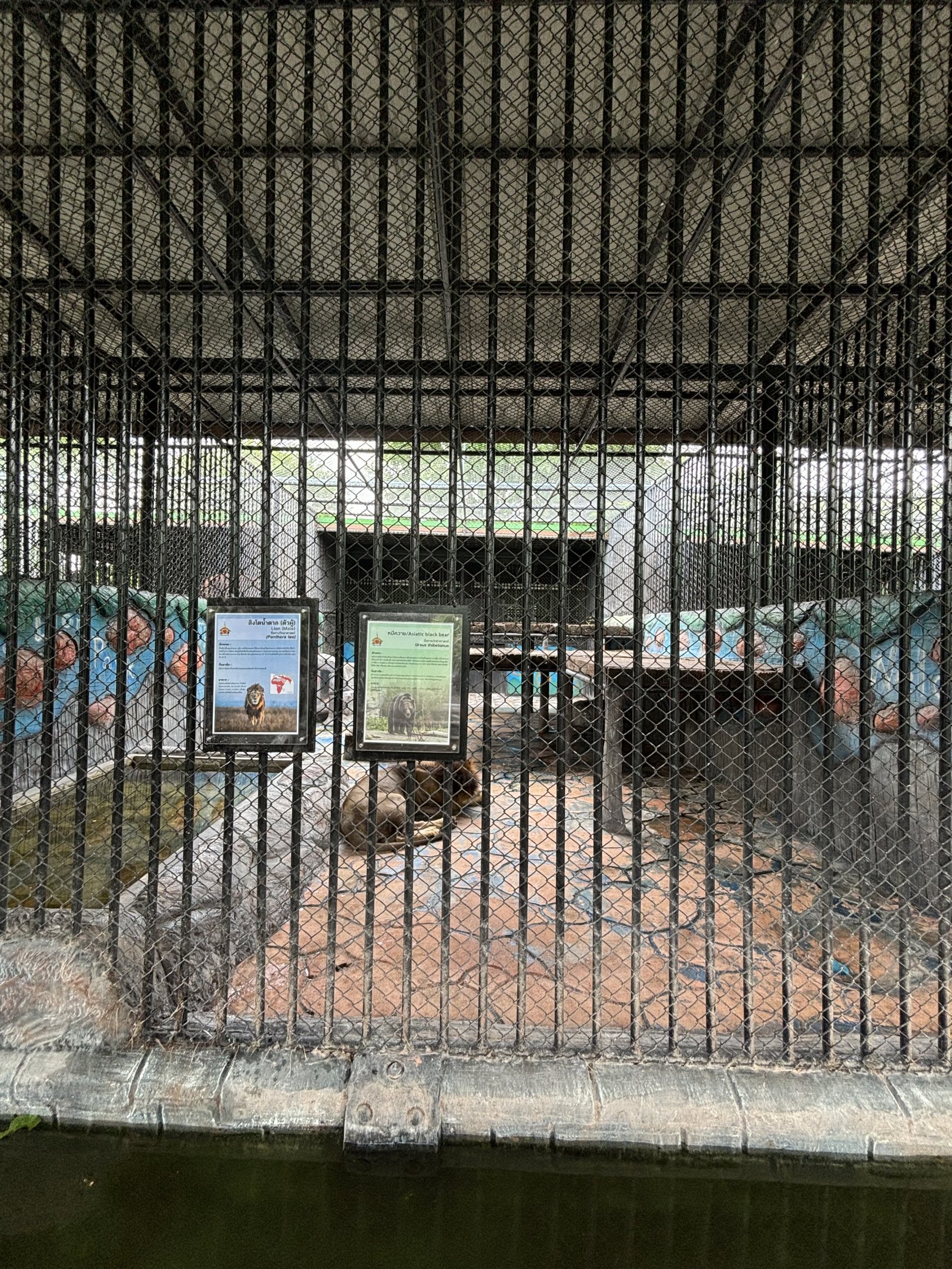 Lion Exhibit - Lion Park