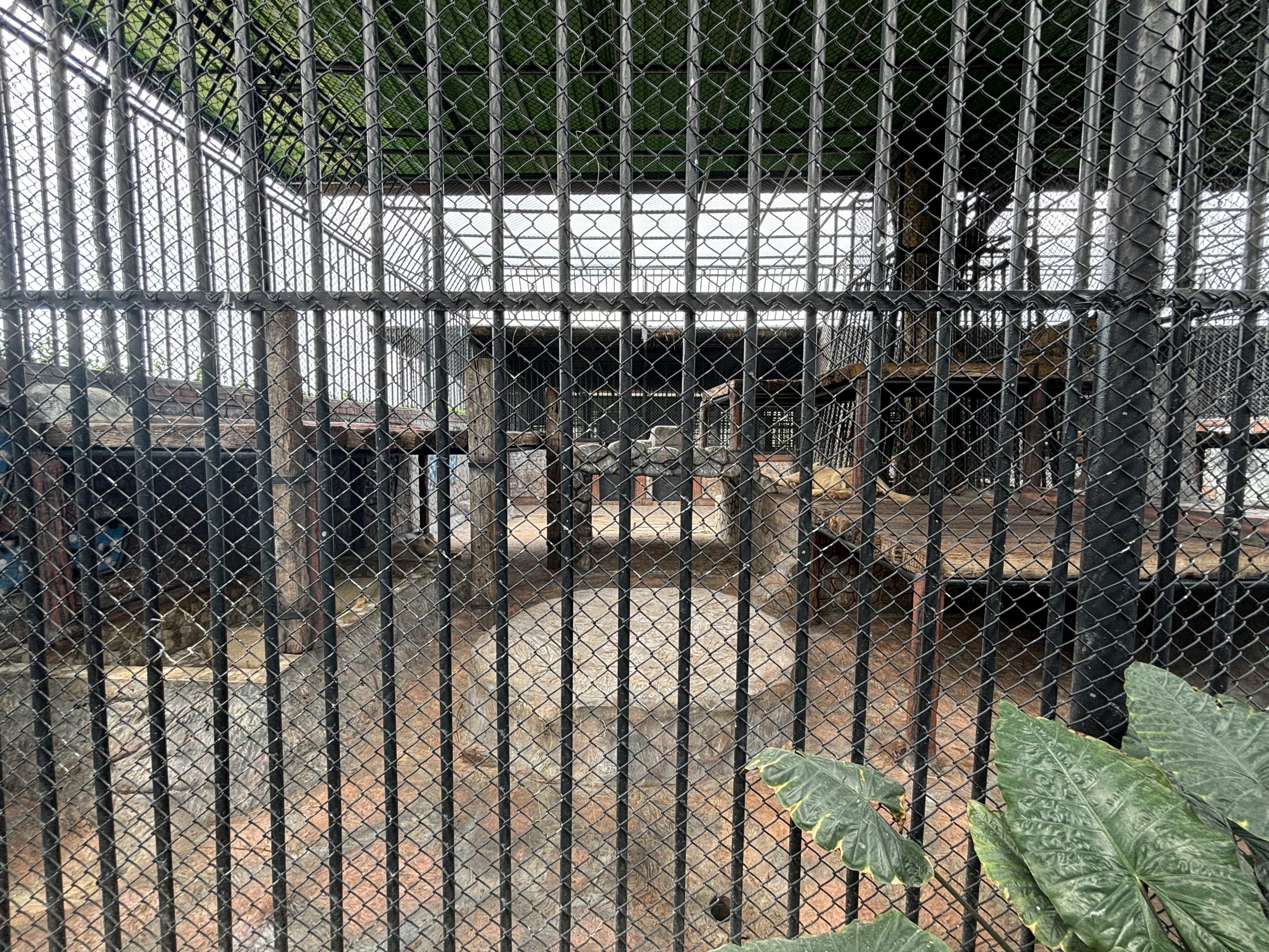 Lion Exhibit - Lion Park