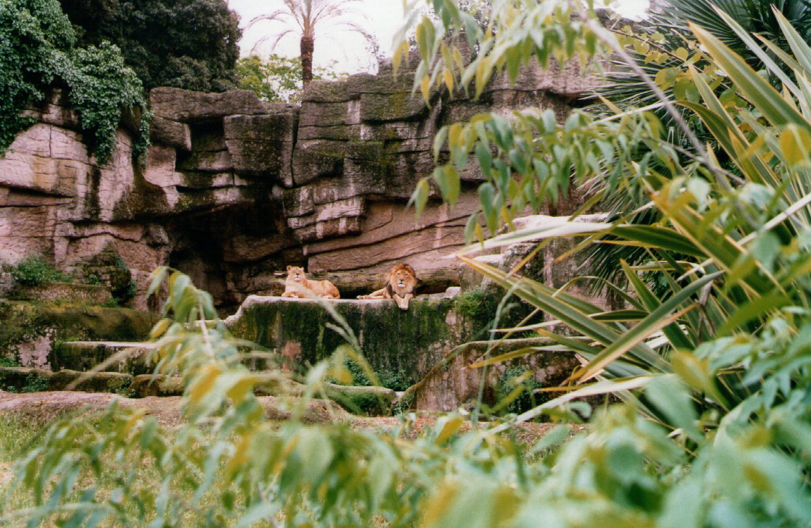 Lion exhibit May 1998