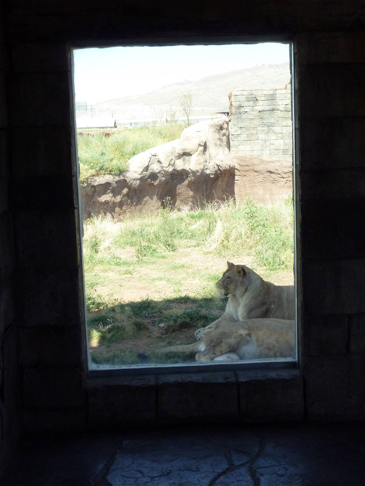 Lion Exhibit - New Exhibit In 2010