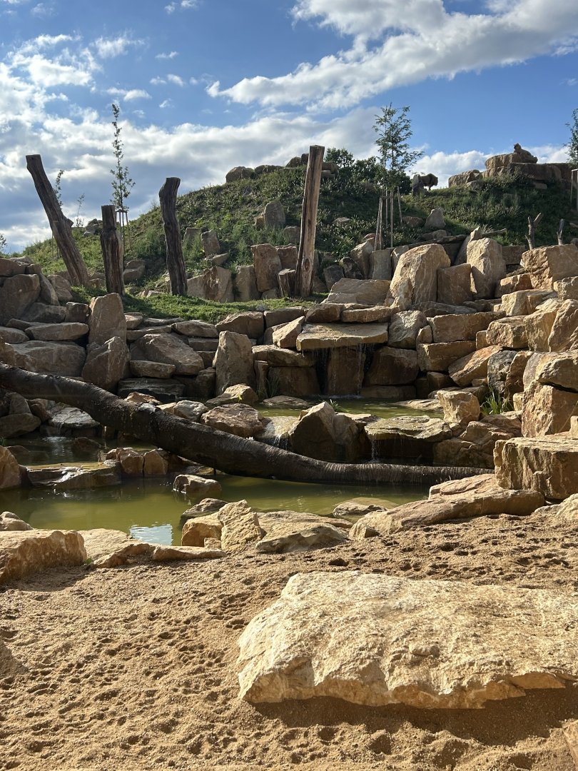 Lion Exhibit (New in 2025)