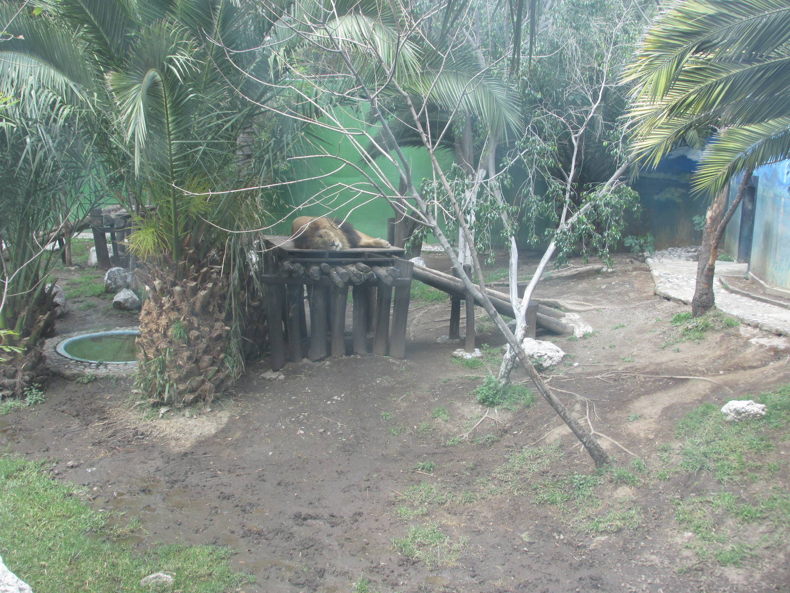 lion exhibit neza zoo