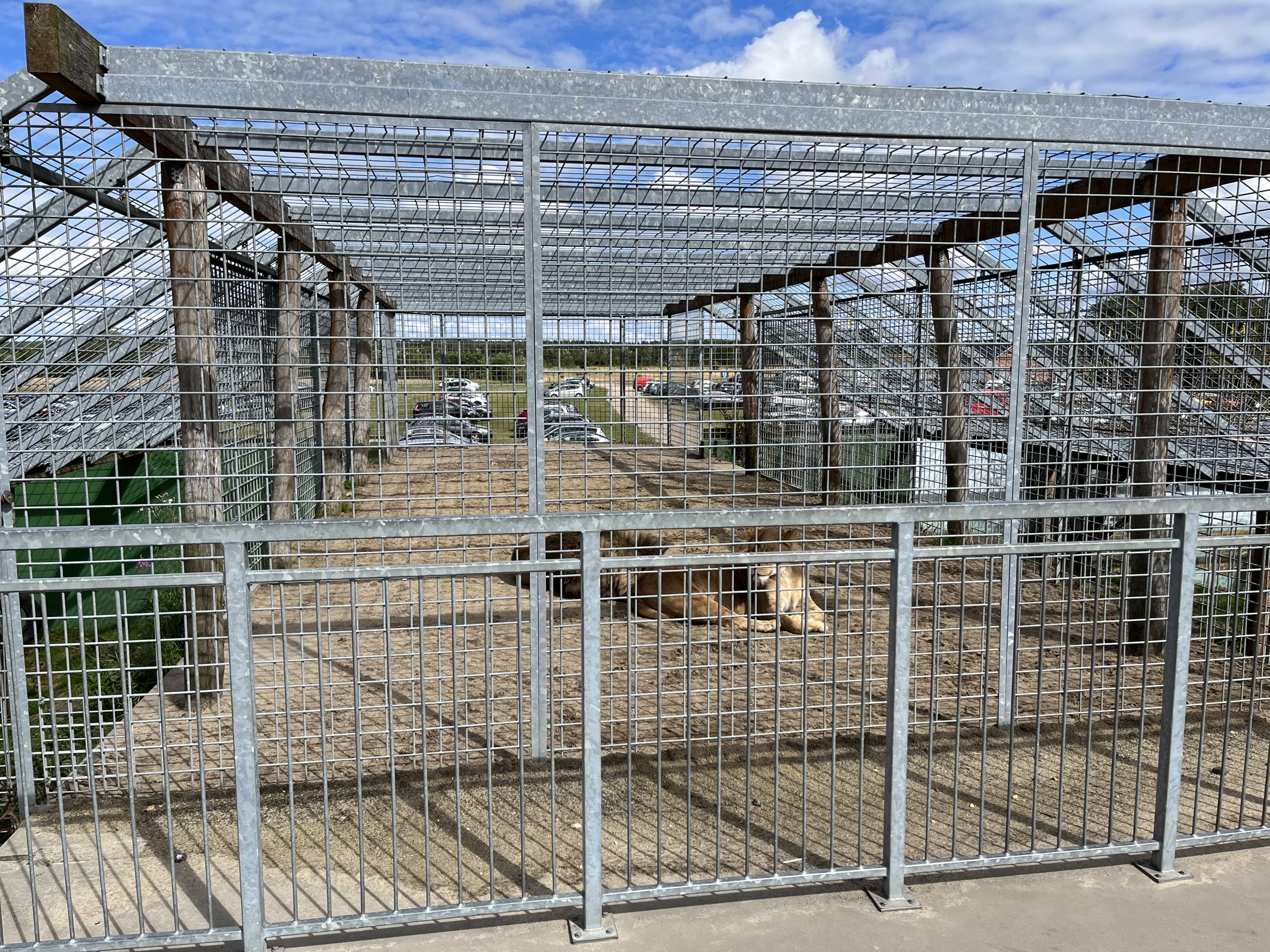 Lion Exhibit (overlooking carpark)