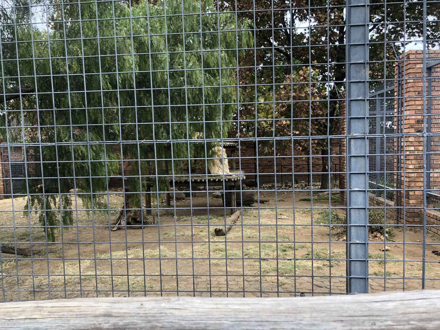 Lion Exhibit (Panthera Leo)