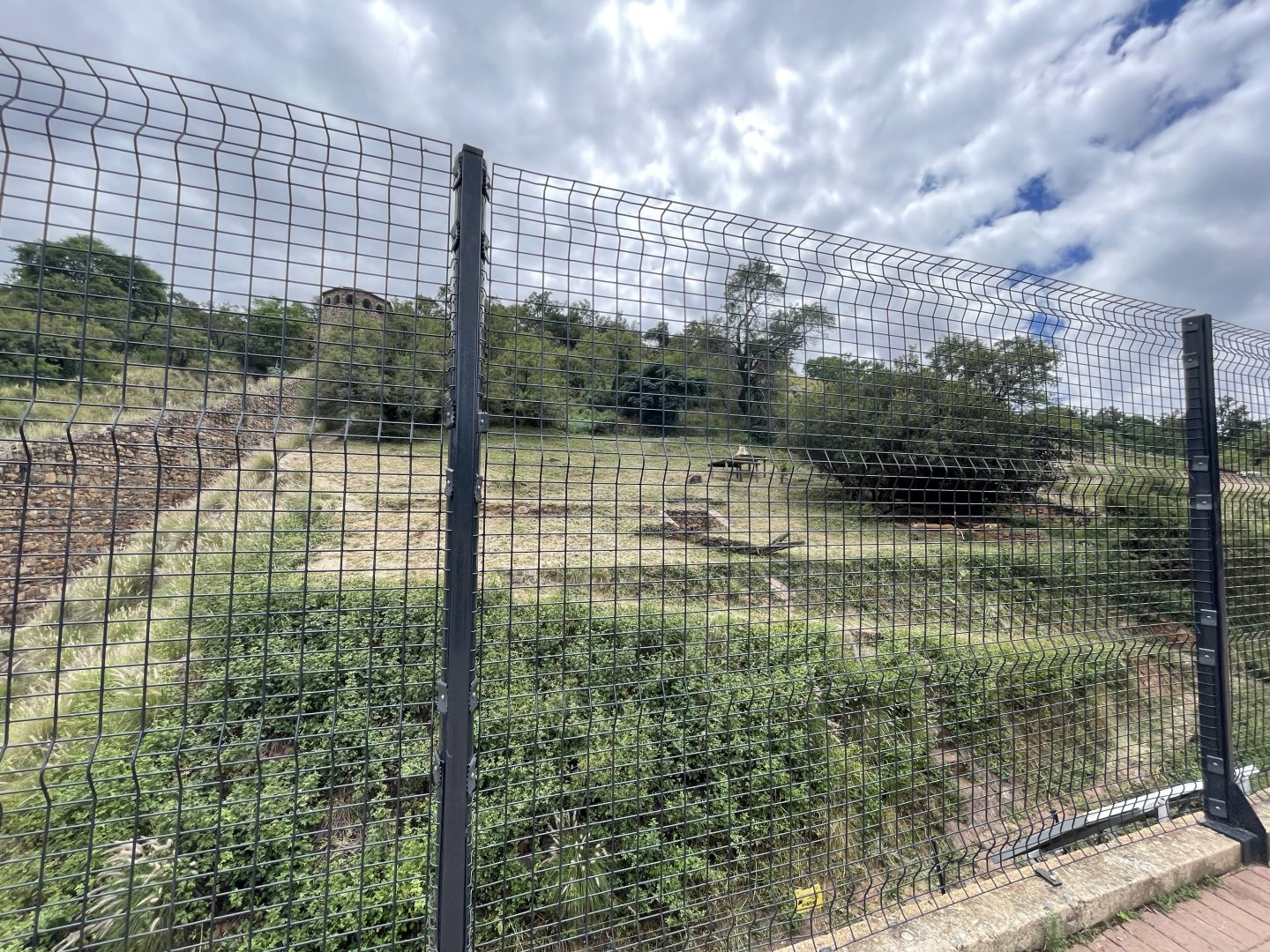 Lion Exhibit (Panthera tigris)
