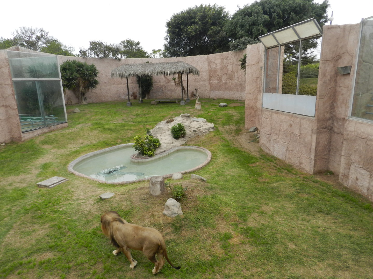 Lion exhibit - Parque de Las Leyendas