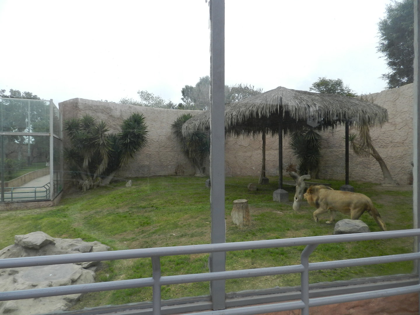 Lion exhibit - Parque de Las Leyendas