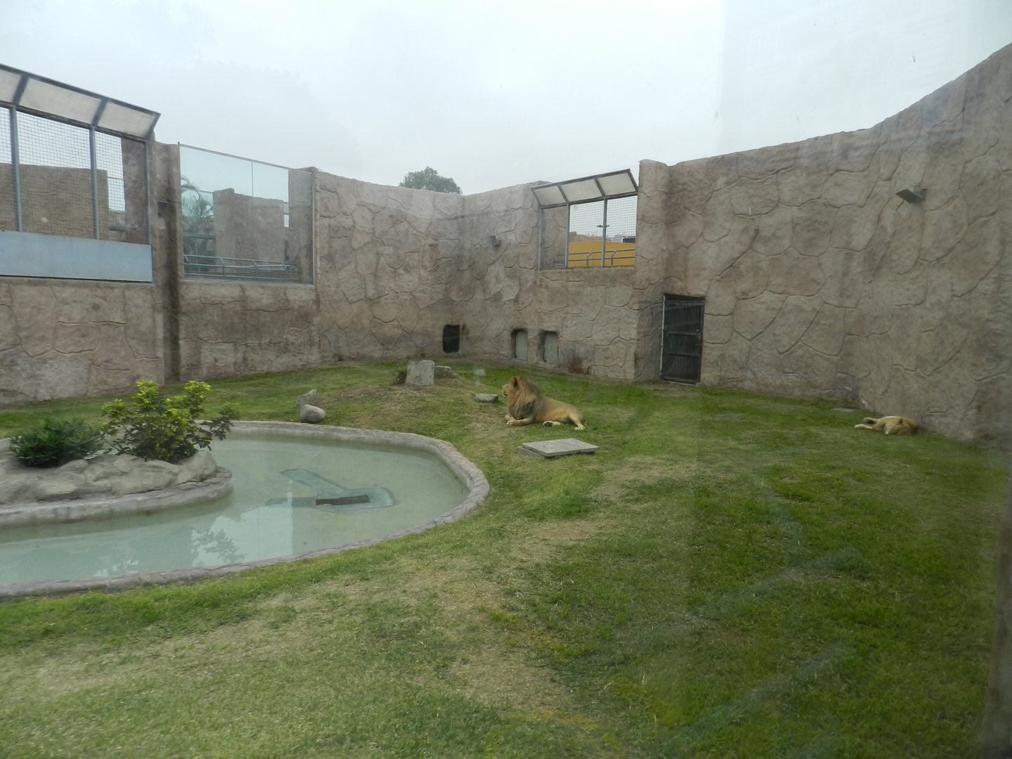 Lion exhibit - Parque de Las Leyendas