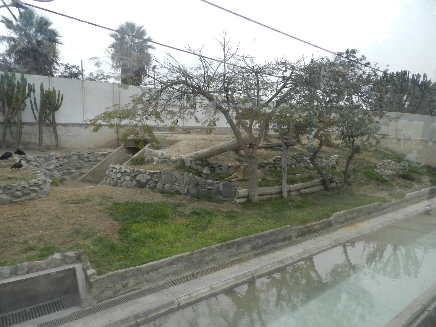 Lion exhibit - Parque Zoológico Huachipa