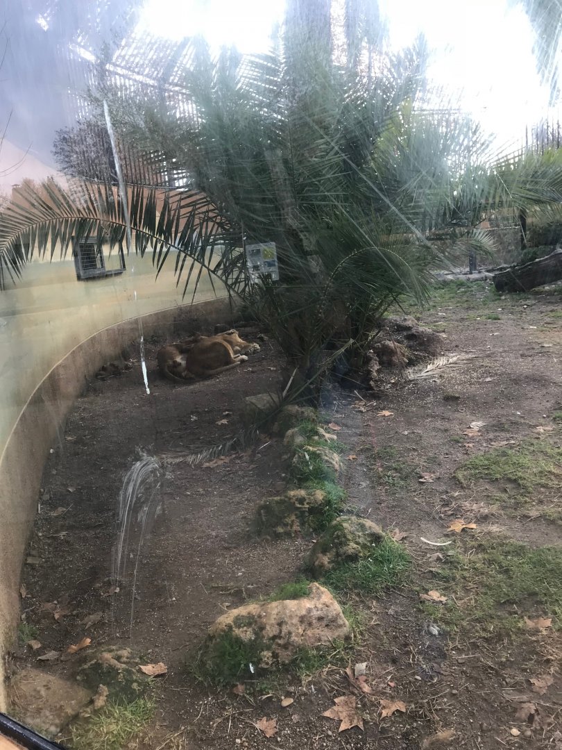 Lion exhibit (pic 1)