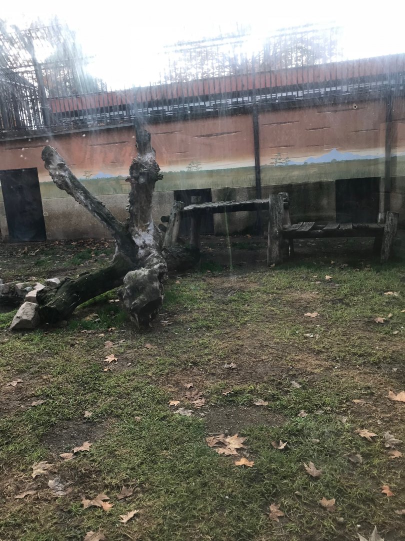 Lion exhibit (pic 2)