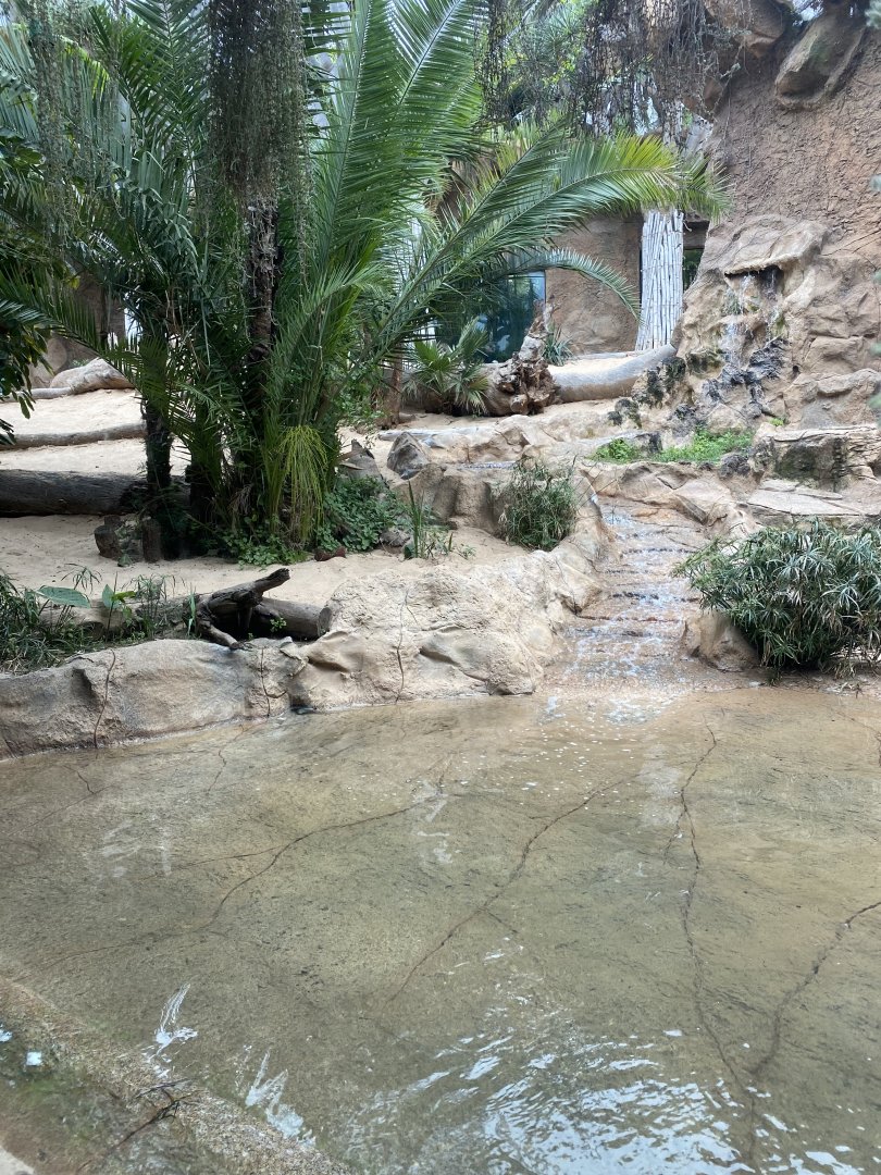 Lion exhibit, pool view
