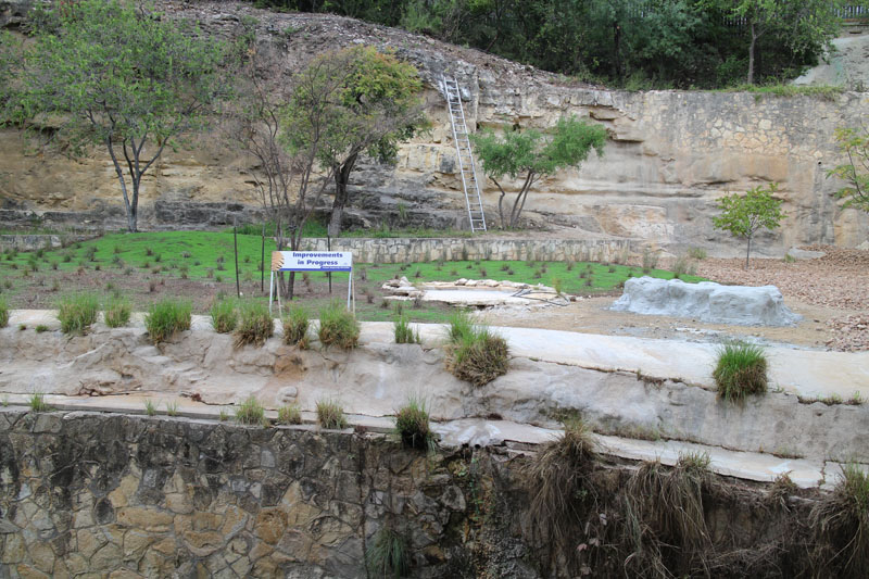 lion exhibit renovations