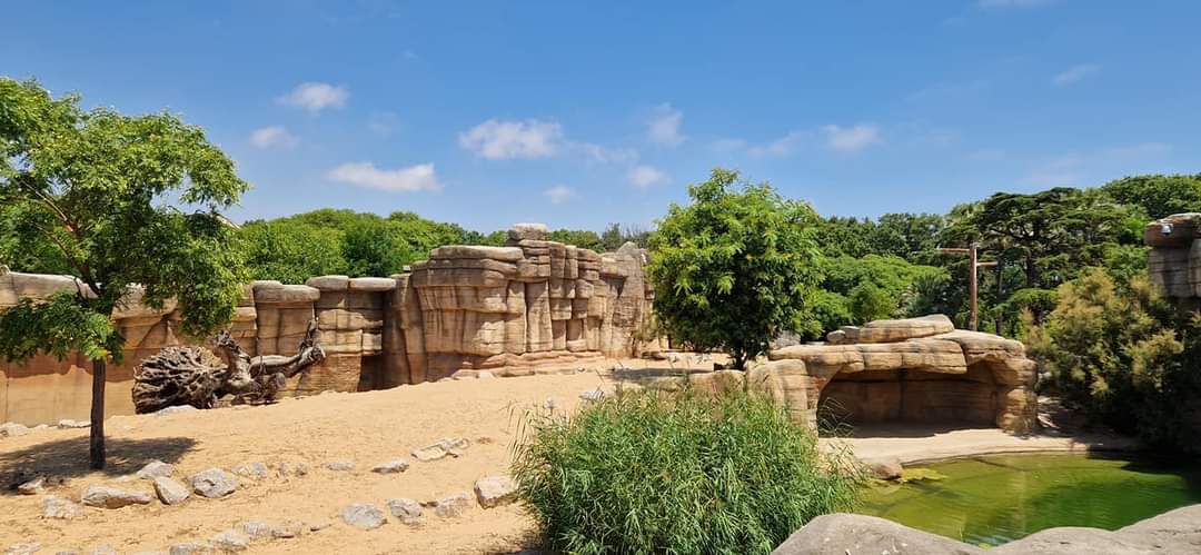 Lion exhibit,  Sahel Savanna
