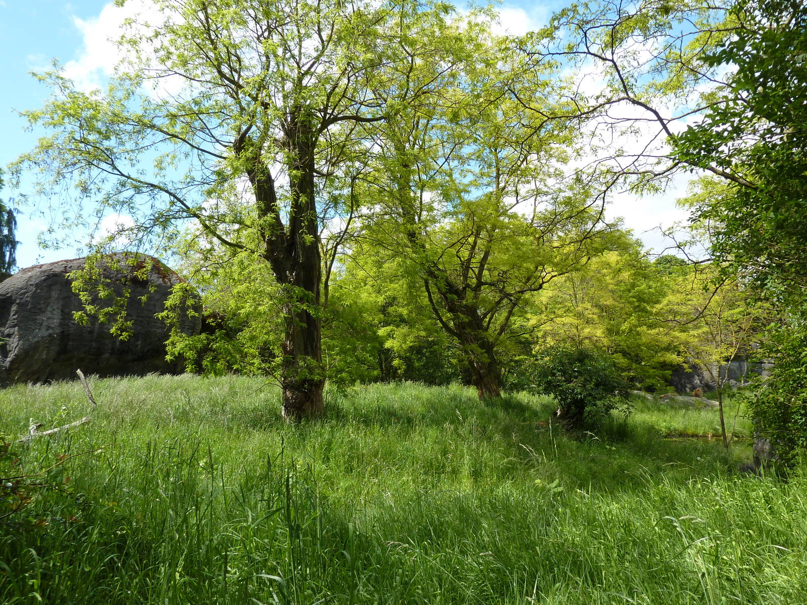 Lion Exhibit - See 2 Lions?