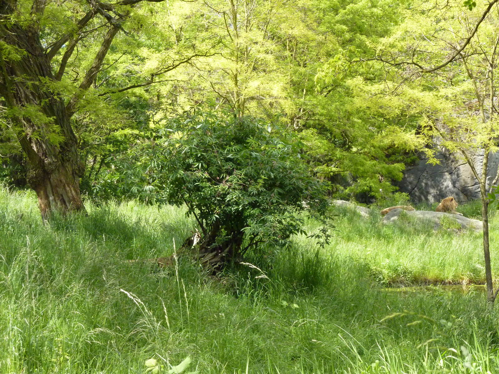 Lion Exhibit - See 2 Lions?