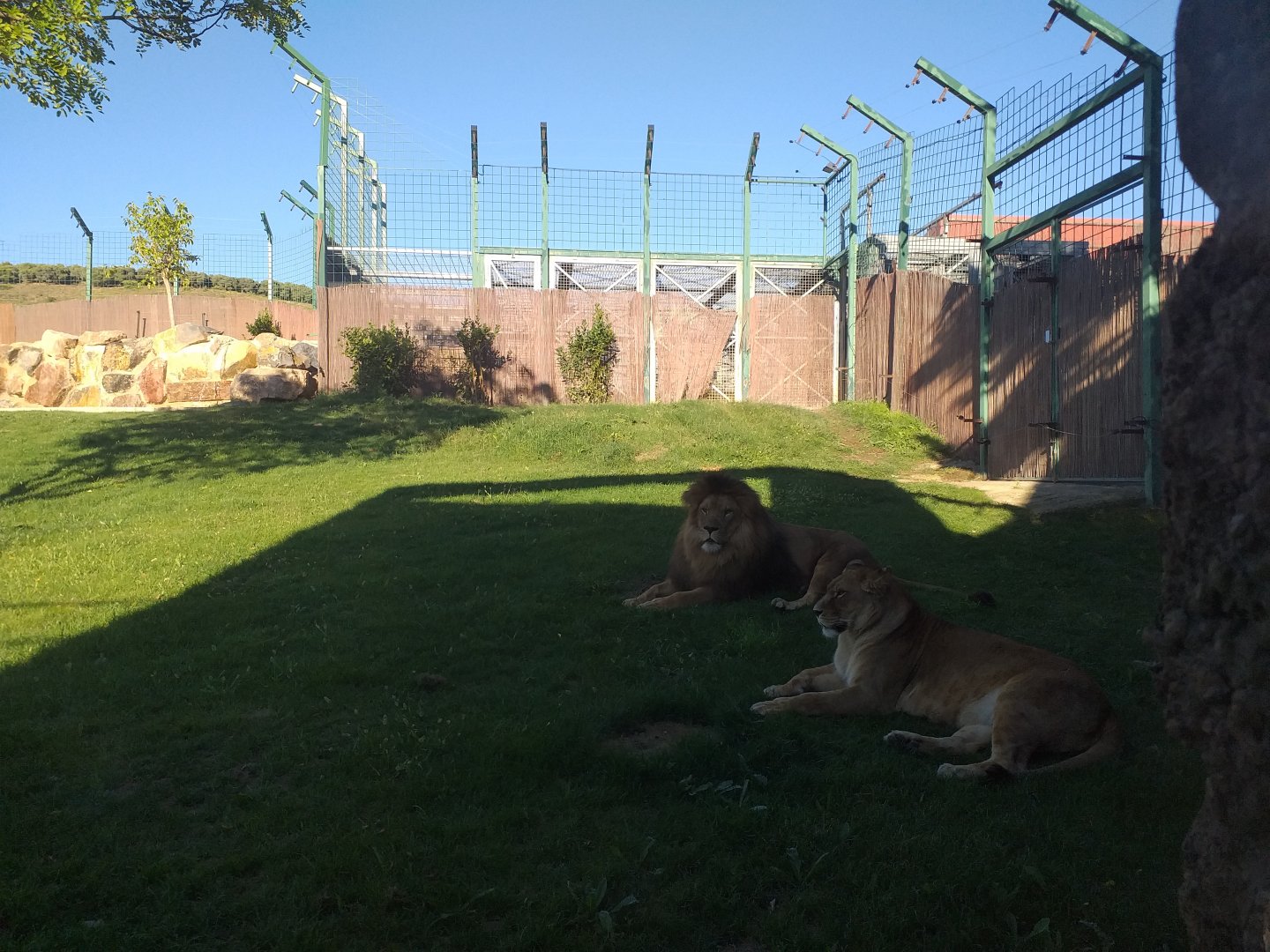 Lion exhibit -Sendaviva (2020)