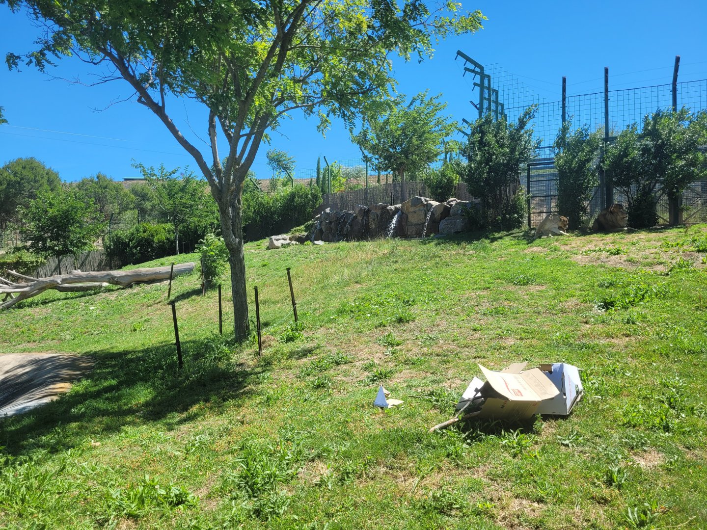 Lion exhibit -Sendaviva (2024)