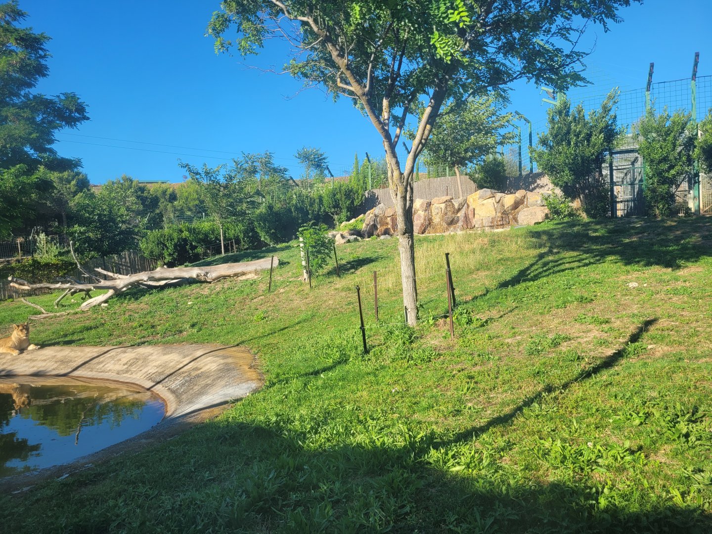 Lion exhibit -Sendaviva (2024)