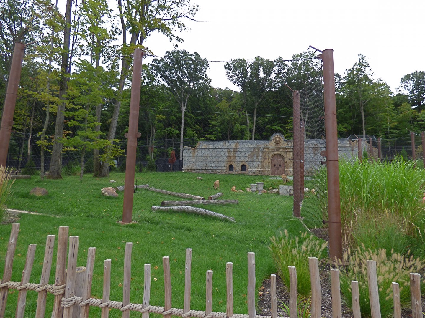 Lion Exhibit - Sept. 2018