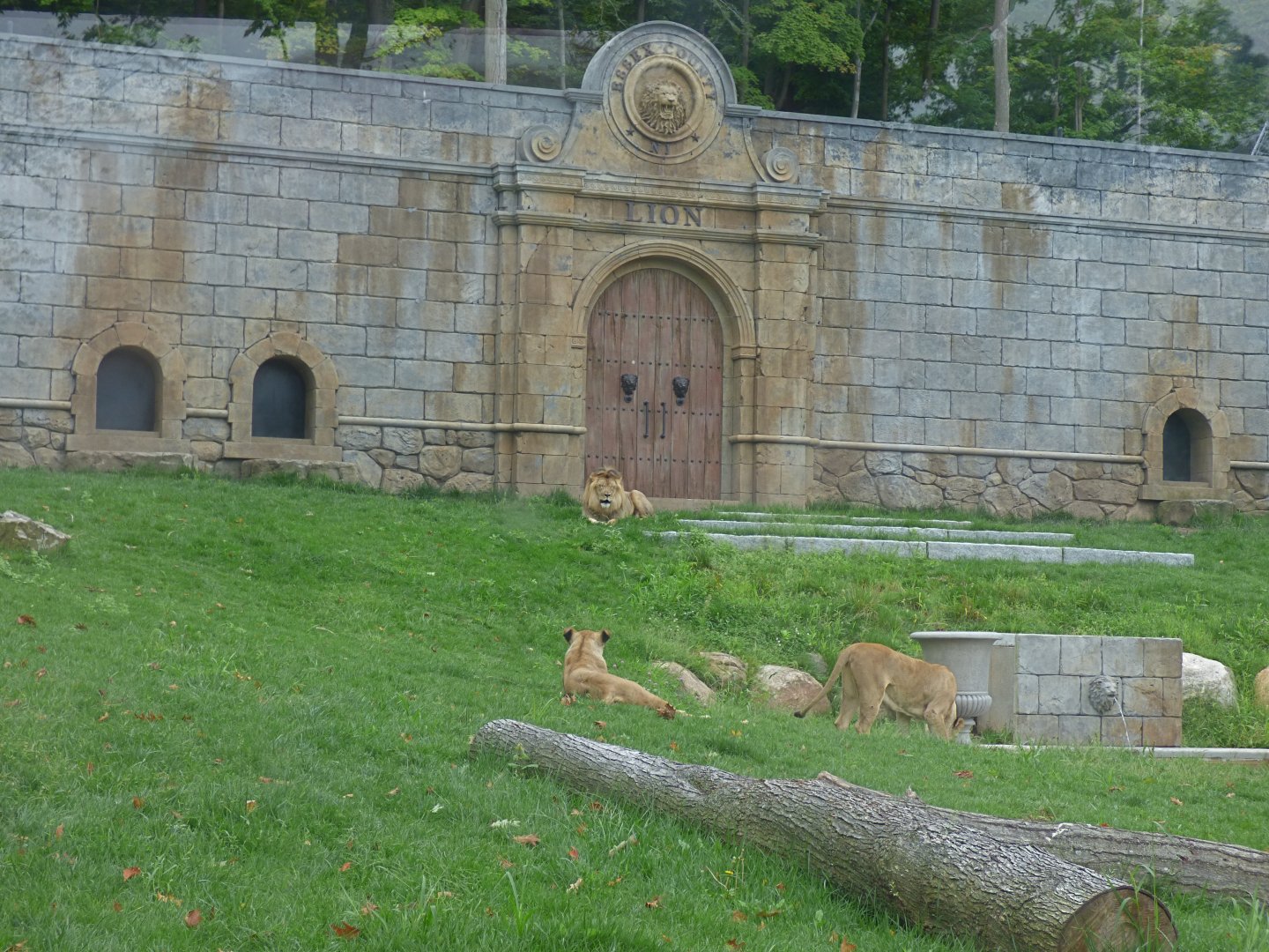 Lion Exhibit - Sept. 2018