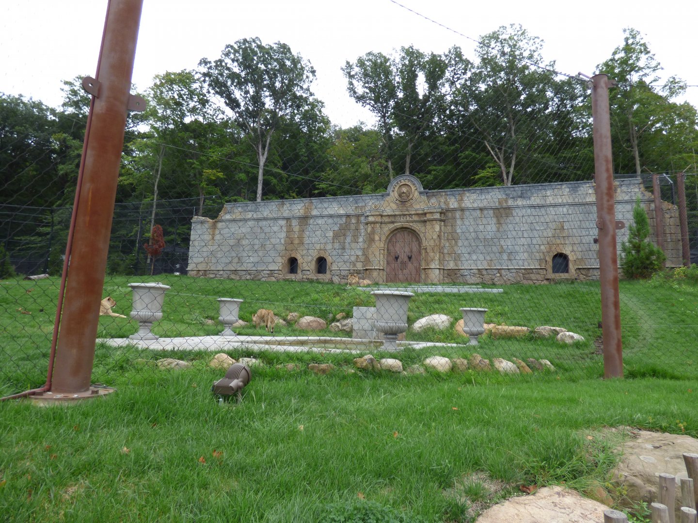 Lion Exhibit - Sept. 2018