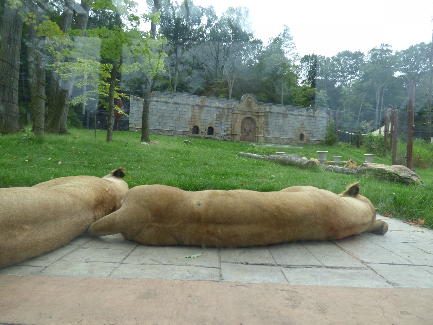 Lion Exhibit - Sept. 2018