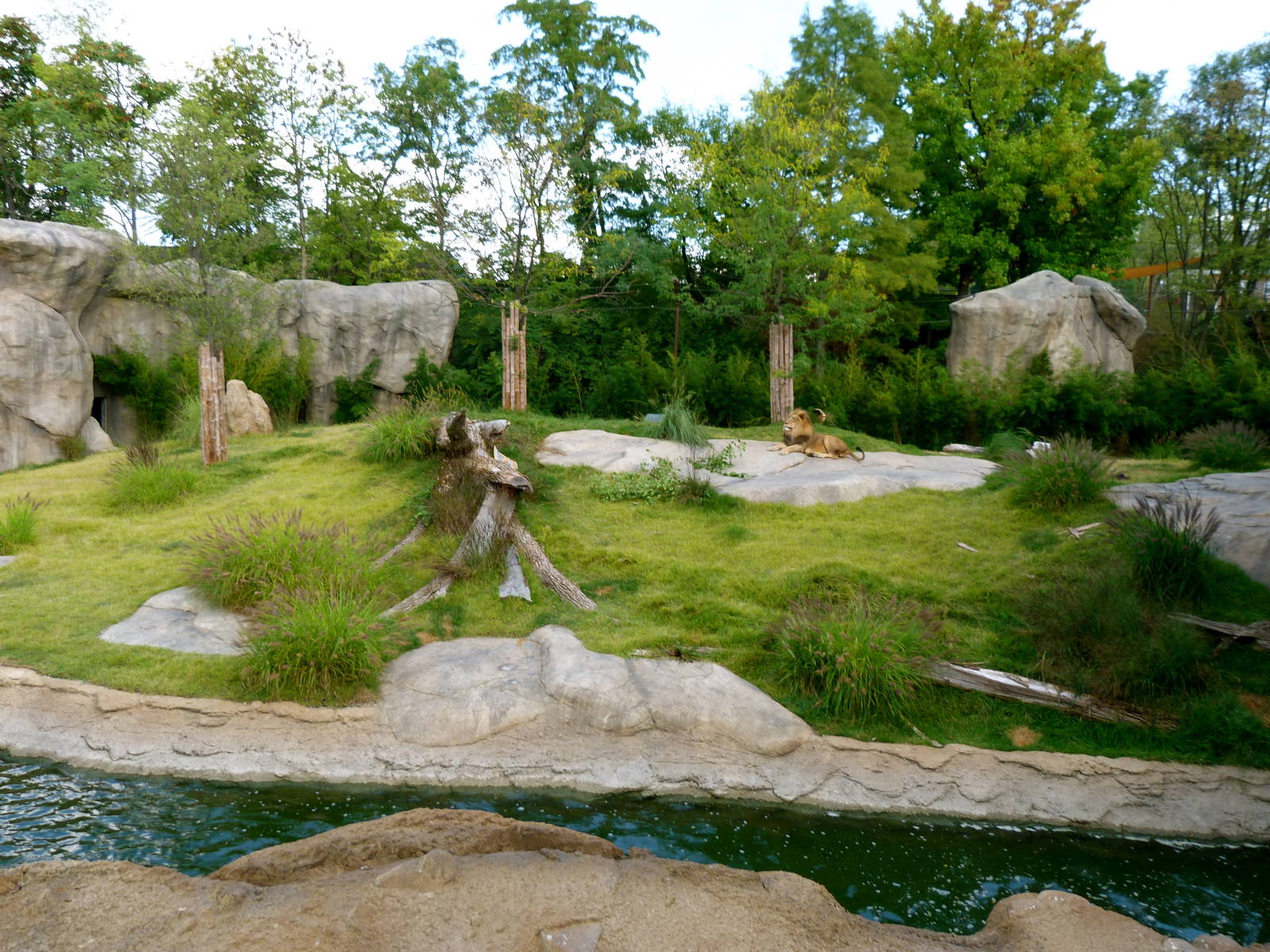 Lion Exhibit - September 2014