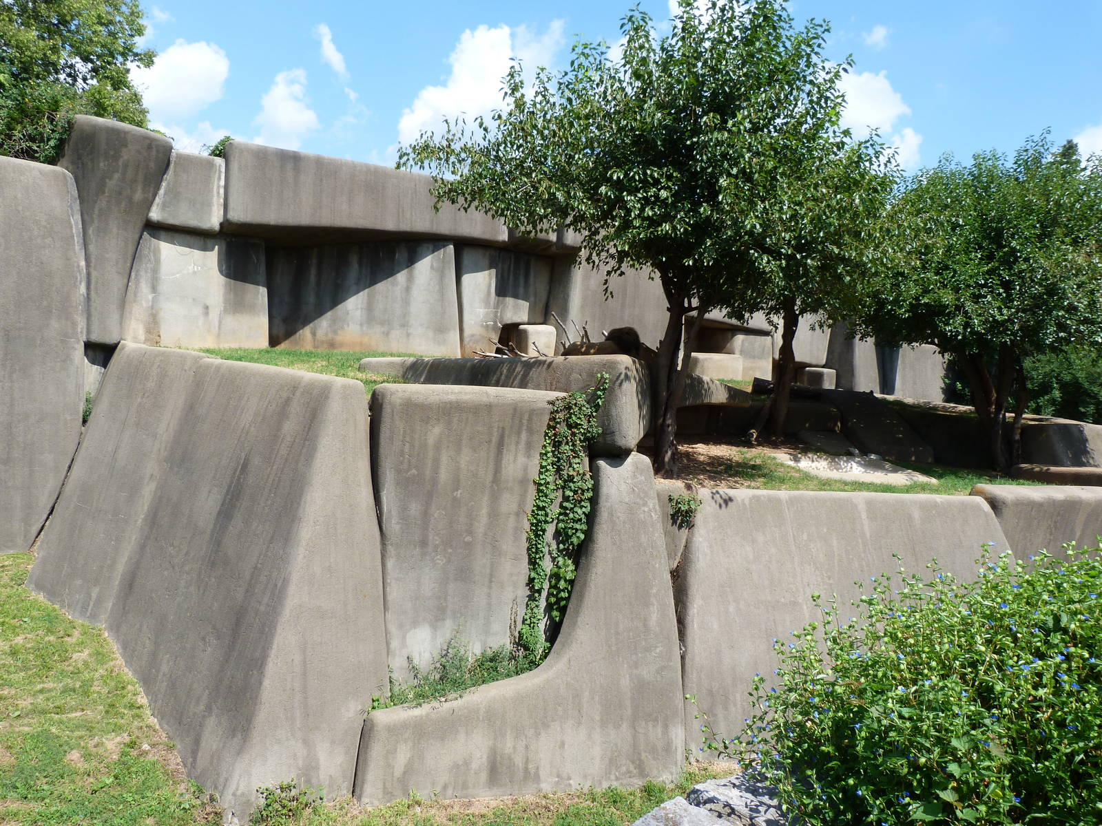 Lion Exhibit - September 2014
